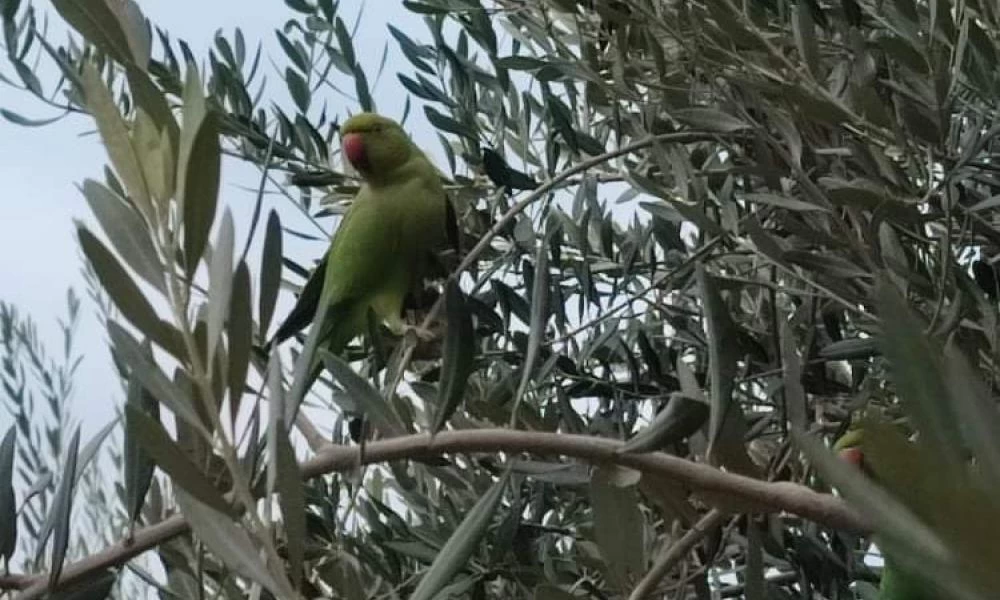 Θεσσαλονίκη: Γιατί επιλέγουν αστικό περιβάλλον οι πράσινοι παπαγάλοι;